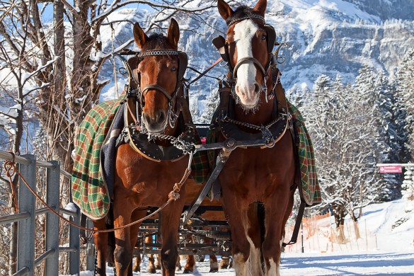 Winterurlaub - Flachau - Pferdeschlitten